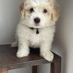 Meet your Posher, Carl